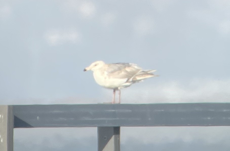 Glaucous-winged Gull - ML636755769