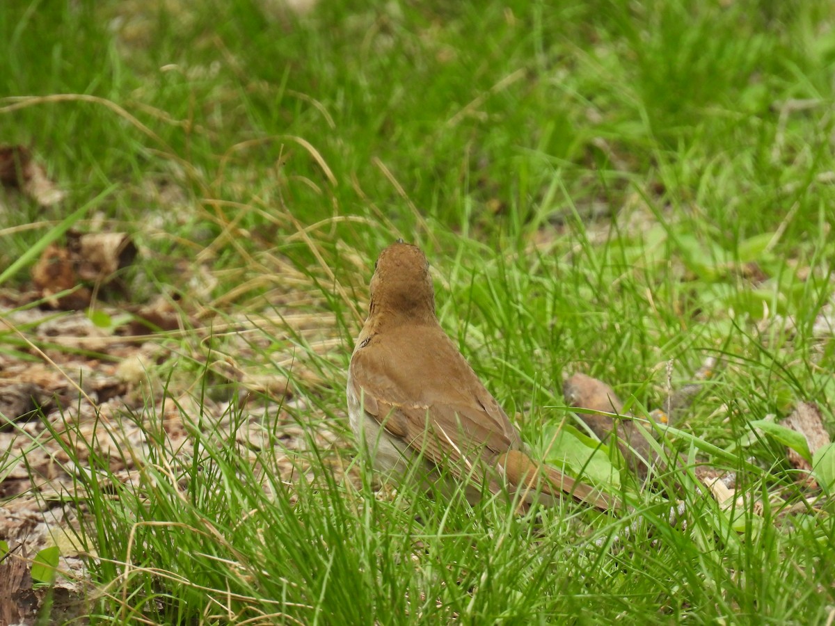 Veery - ML636755777