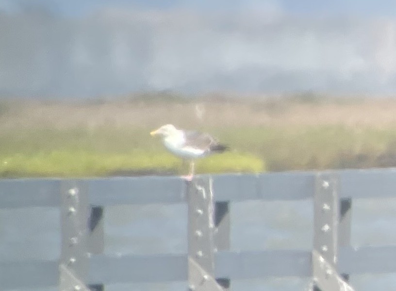 Western Gull - ML636755787