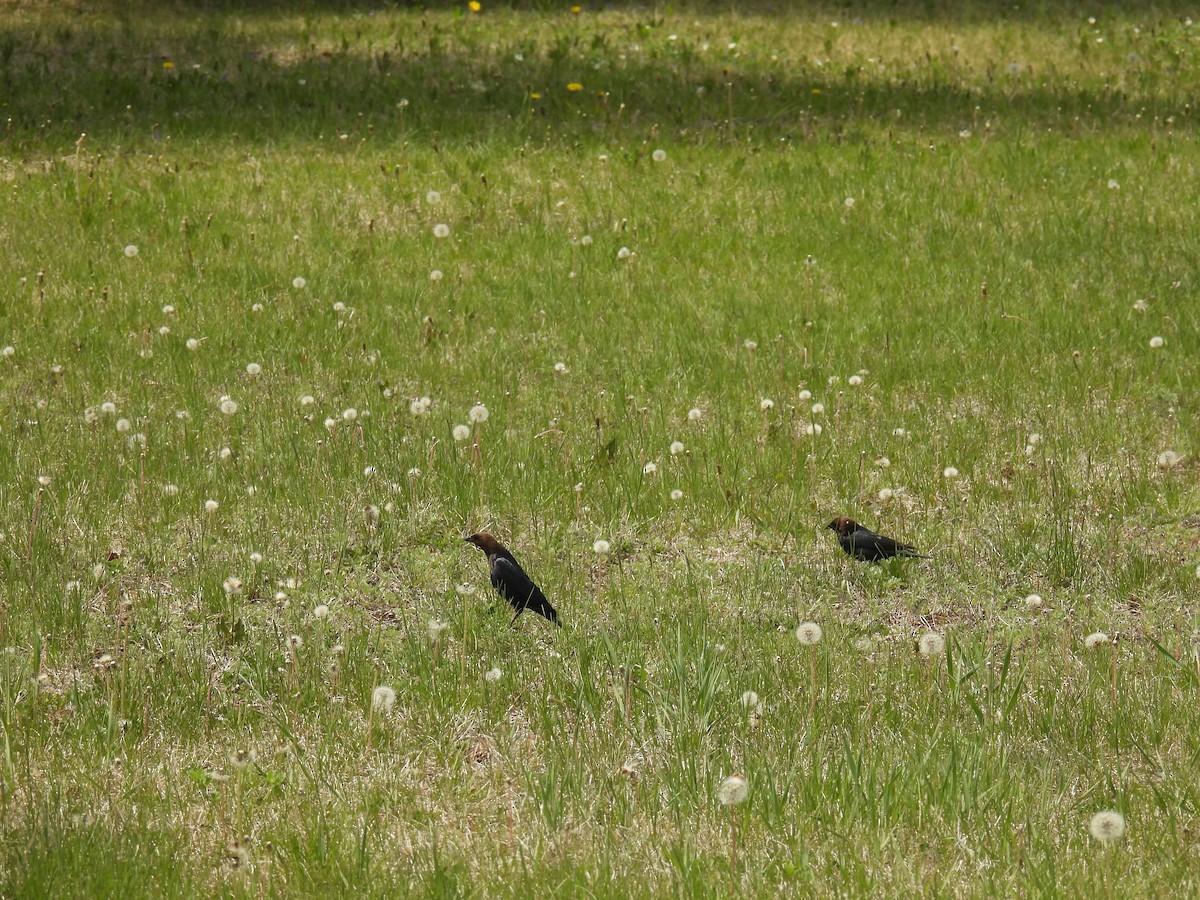 Brown-headed Cowbird - ML636755791