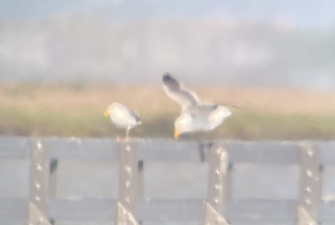 Western Gull - ML636755799