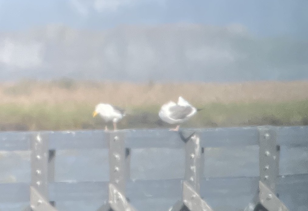 Western Gull - ML636755810