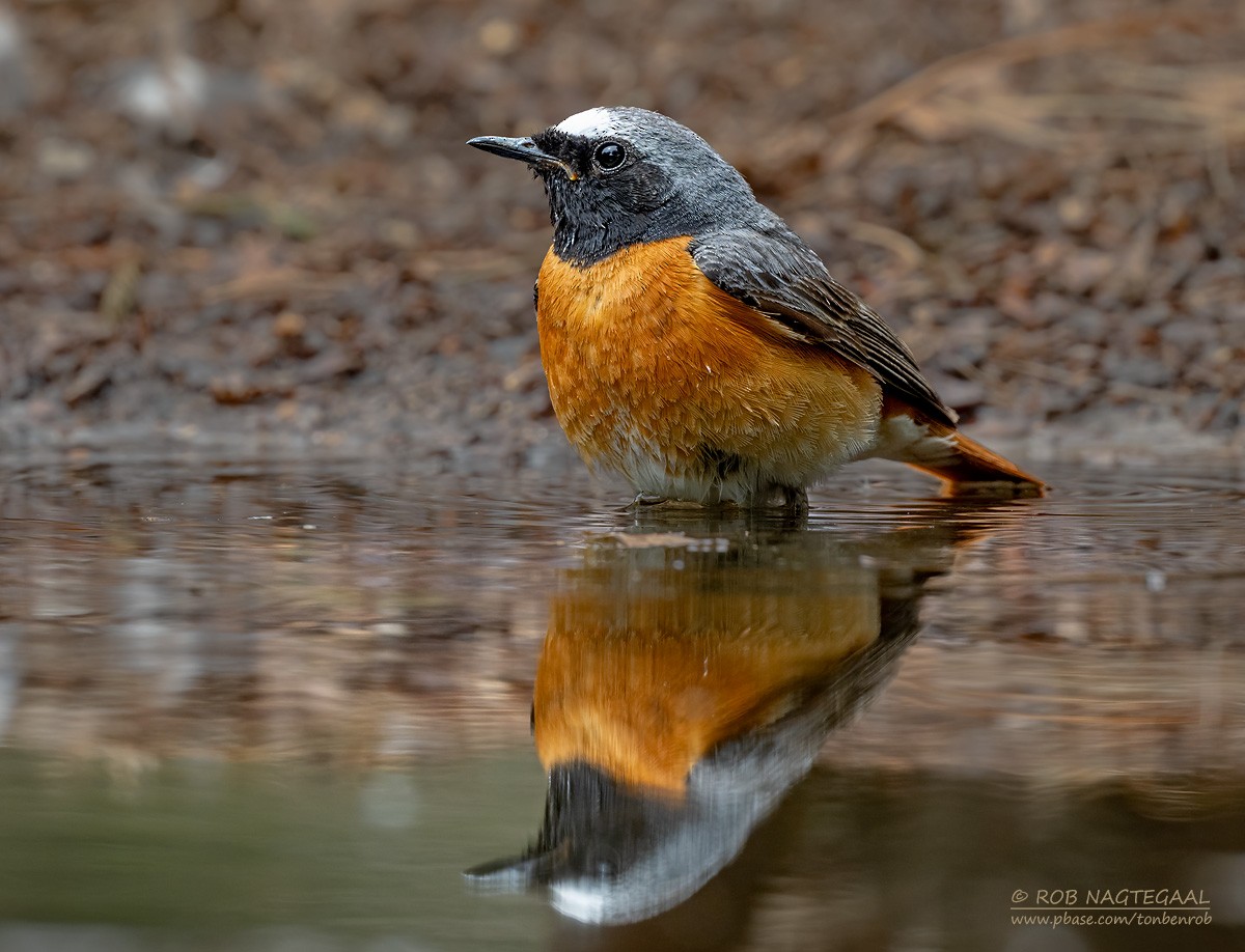 シロビタイジョウビタキ - ML636755812
