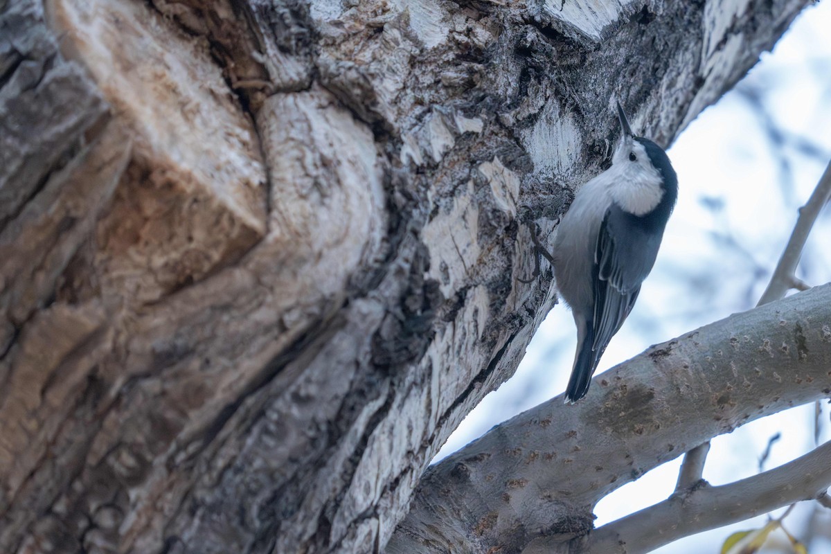 White-breasted Nuthatch - ML636755815