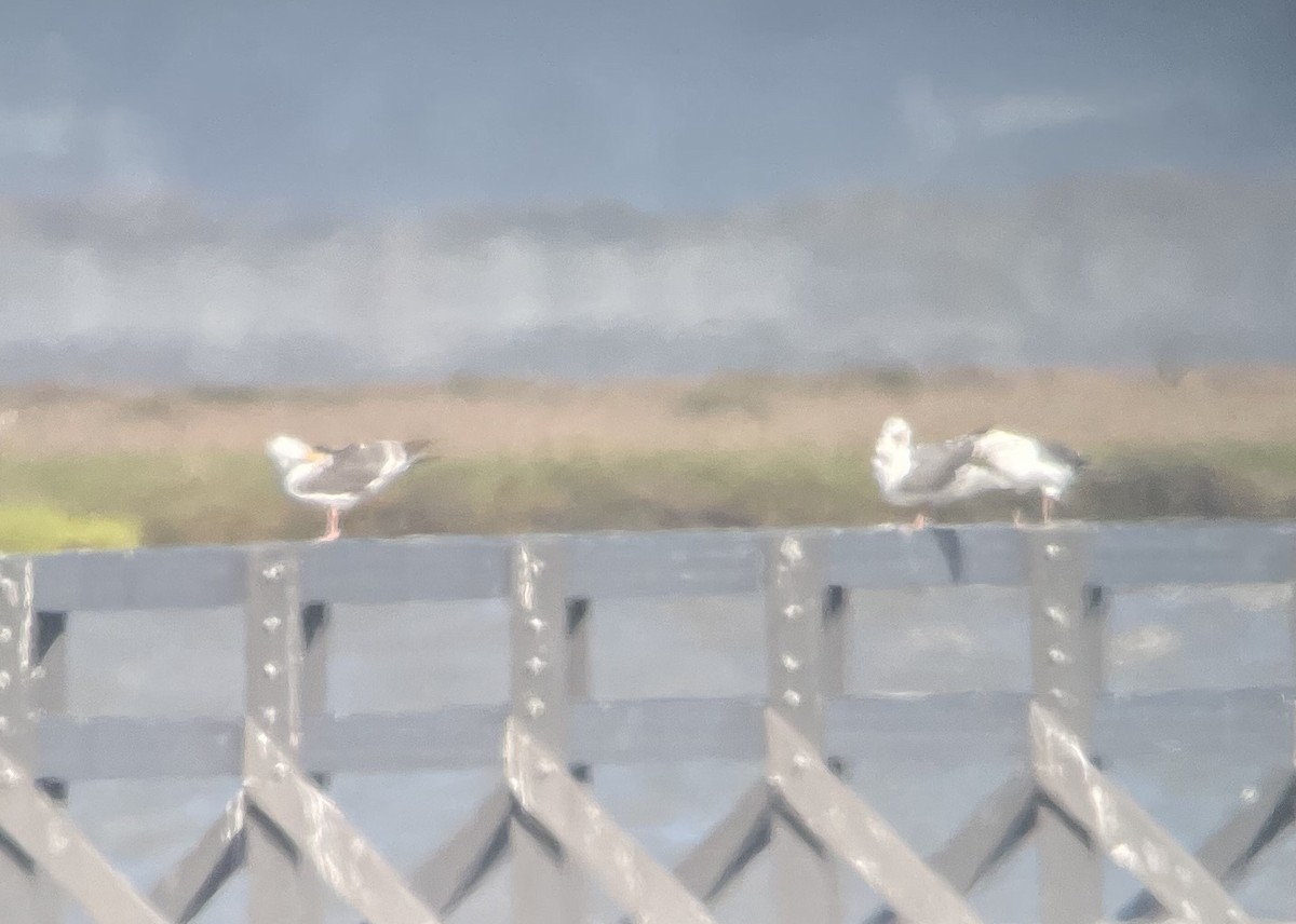 Western Gull - ML636755816