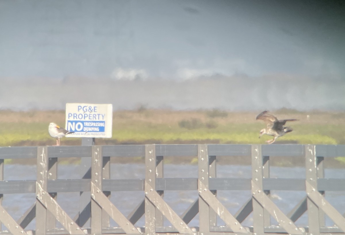 Western Gull - ML636755817