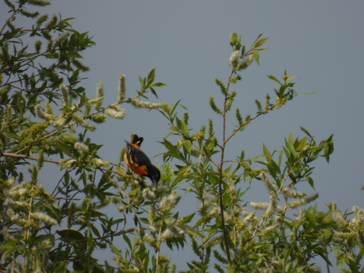 Baltimore Oriole - ML636755823