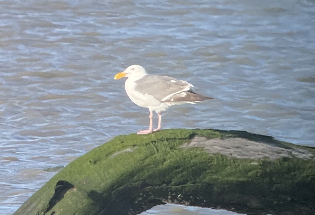 Western Gull - ML636755824