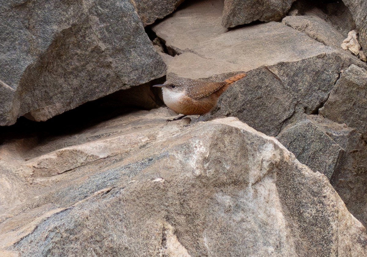 Canyon Wren - ML636755826