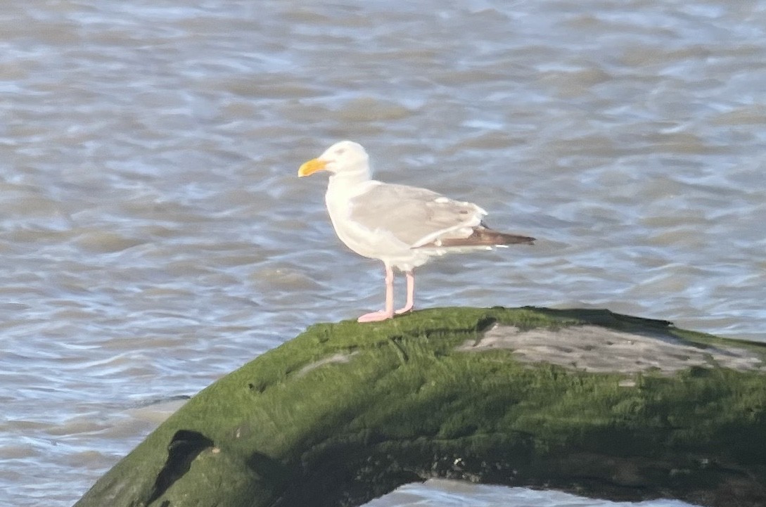 Western Gull - ML636755837