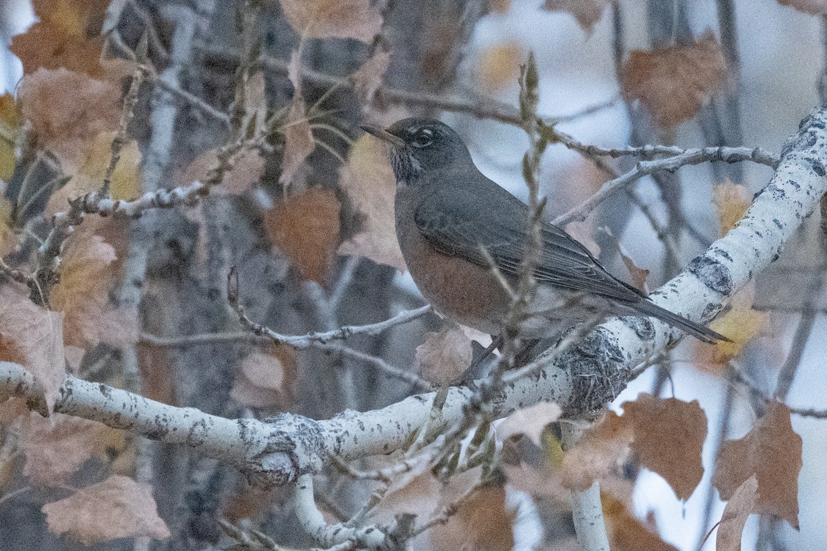 American Robin - ML636755845