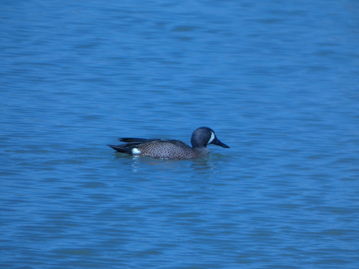 Blue-winged Teal - ML636755846