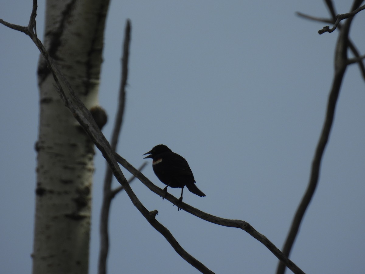 Red-winged Blackbird (Red-winged) - ML636755897