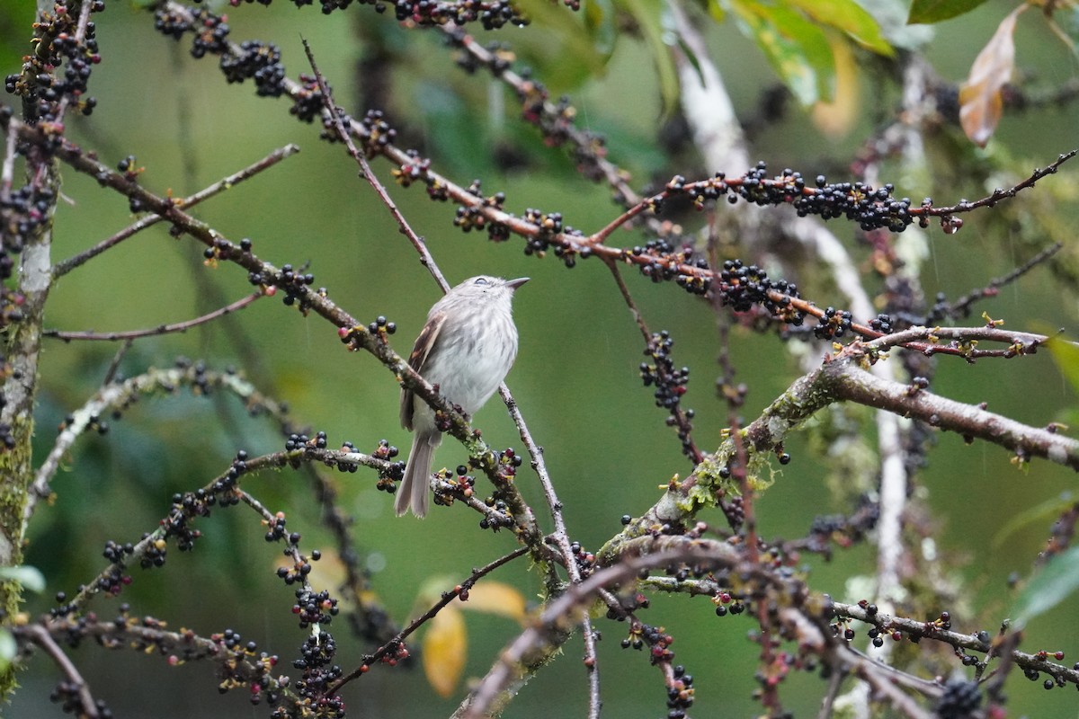 Mouse-gray Flycatcher - ML636755904