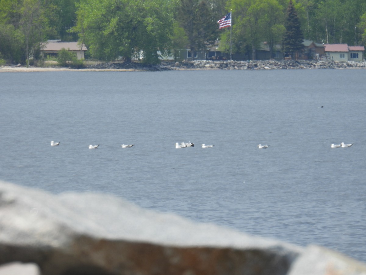 Ring-billed Gull - ML636755949
