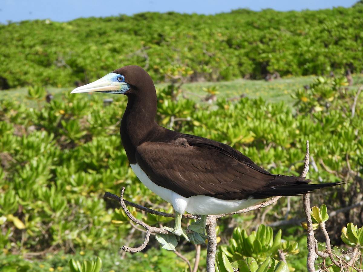 Brown Booby (Forster's) - ML636755987