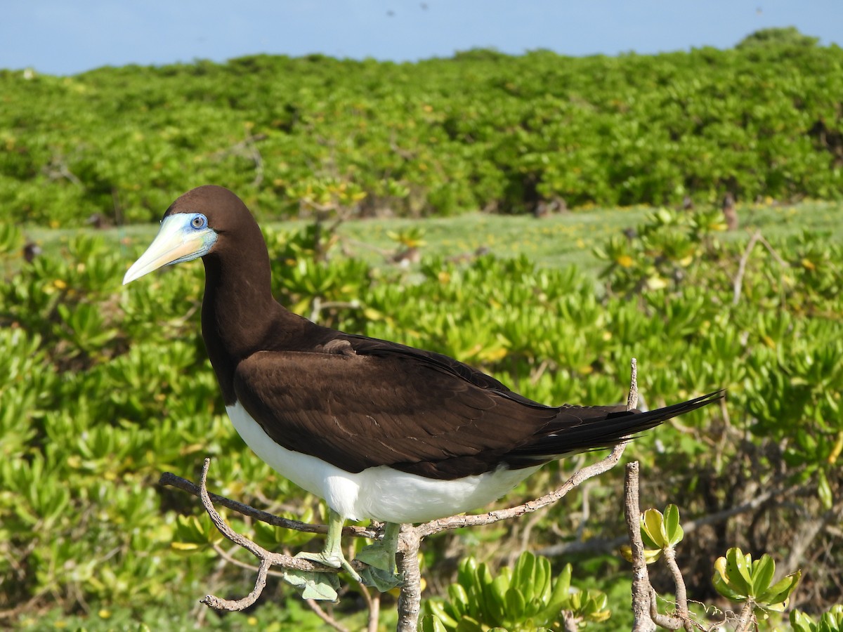 Brown Booby (Forster's) - ML636755989