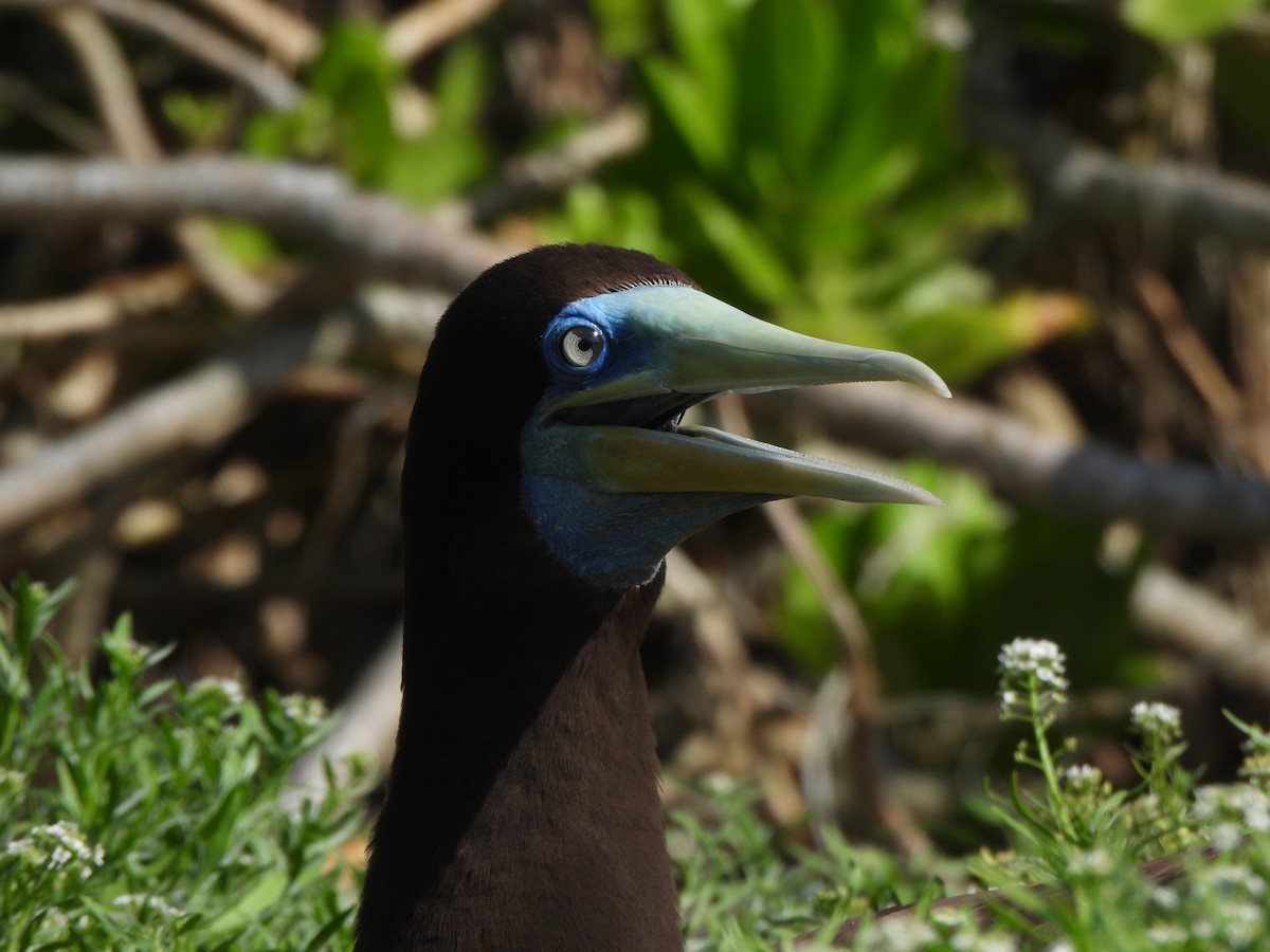 Brown Booby (Forster's) - ML636756005