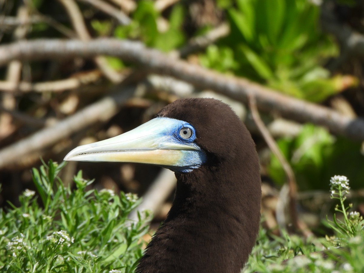 Brown Booby (Forster's) - ML636756008