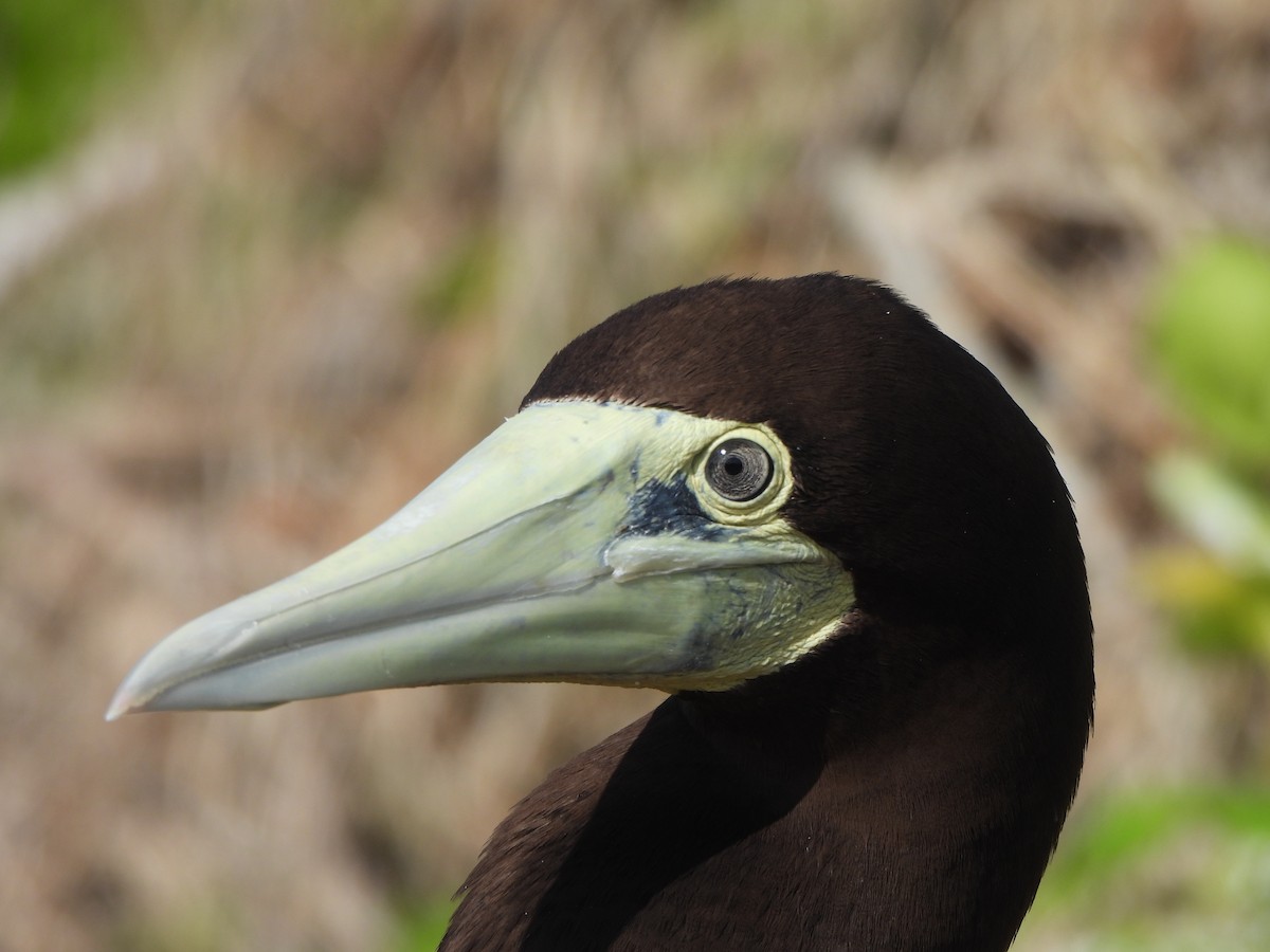 Brown Booby (Forster's) - ML636756016