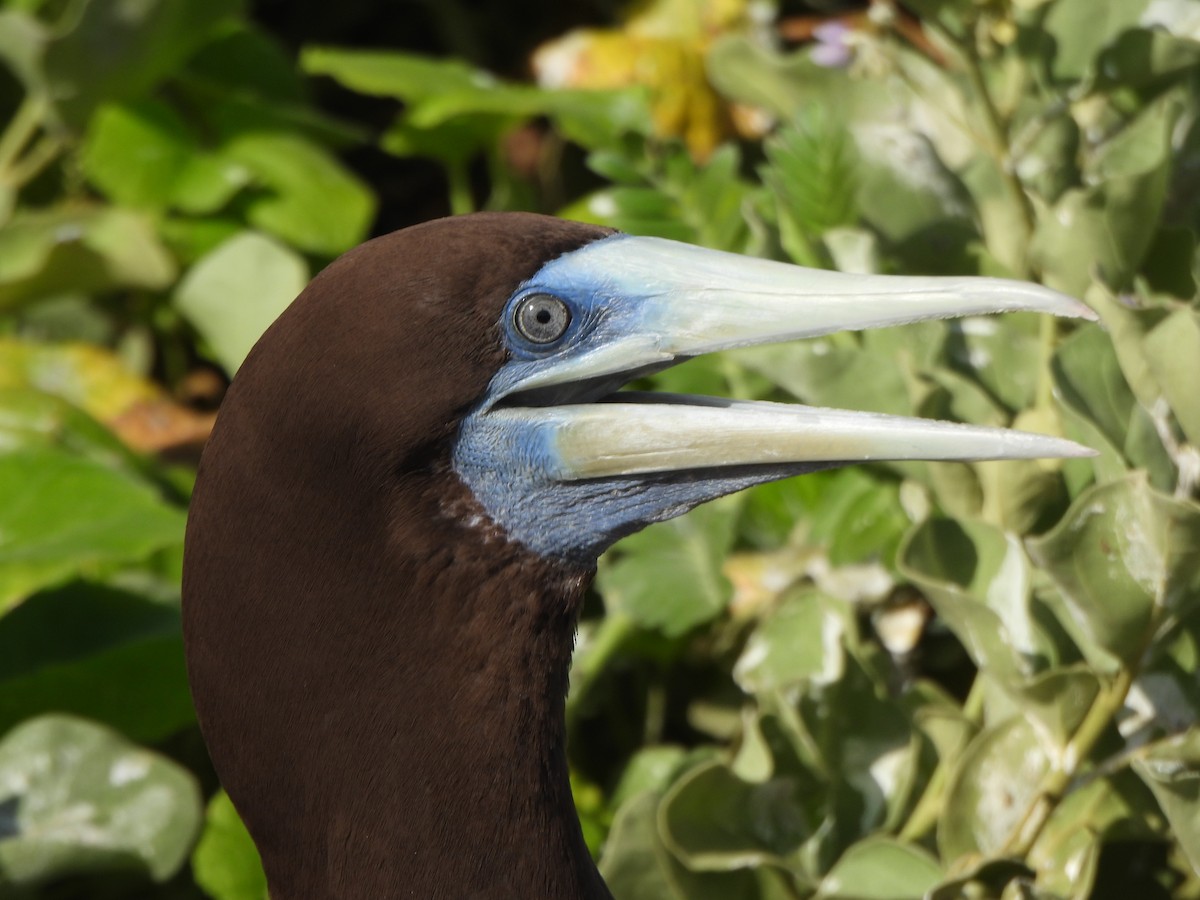Brown Booby (Forster's) - ML636756020
