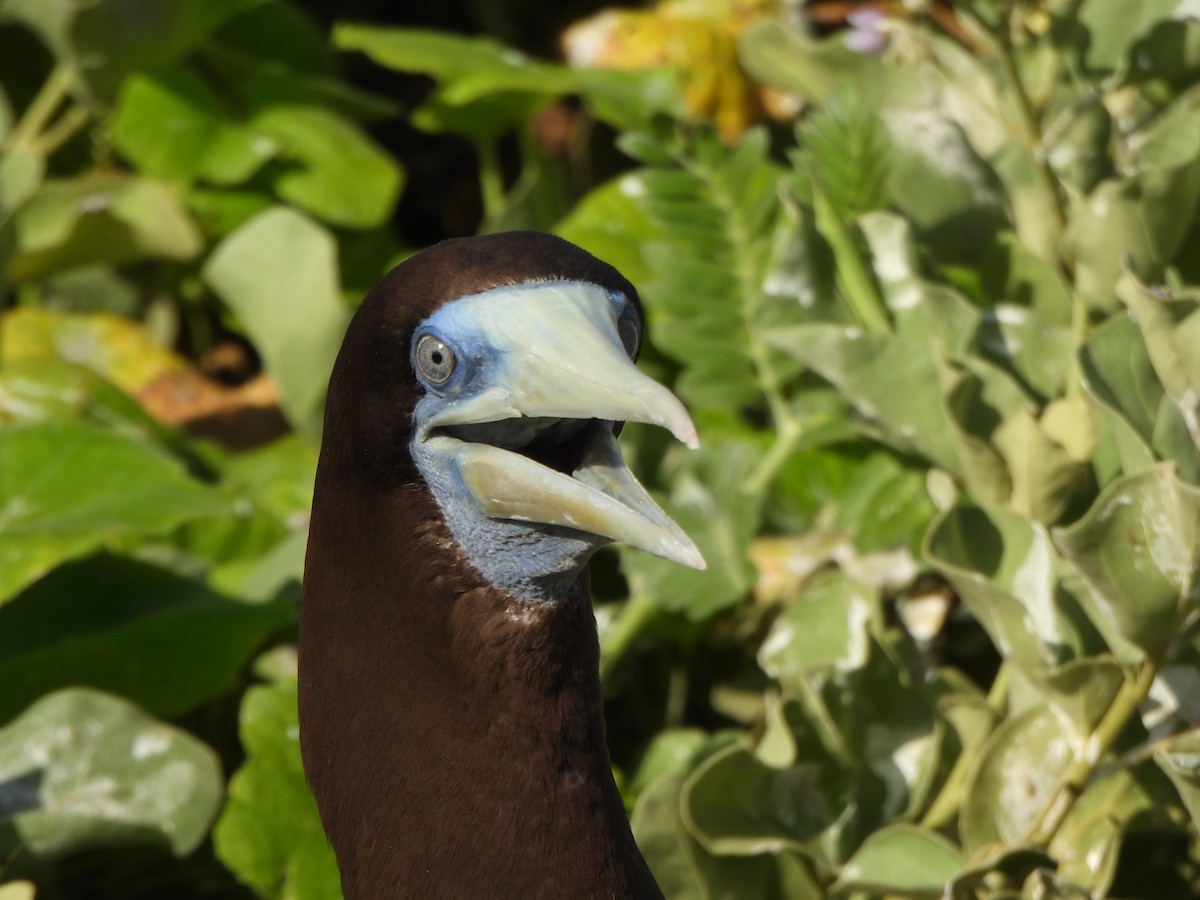 Brown Booby (Forster's) - ML636756021