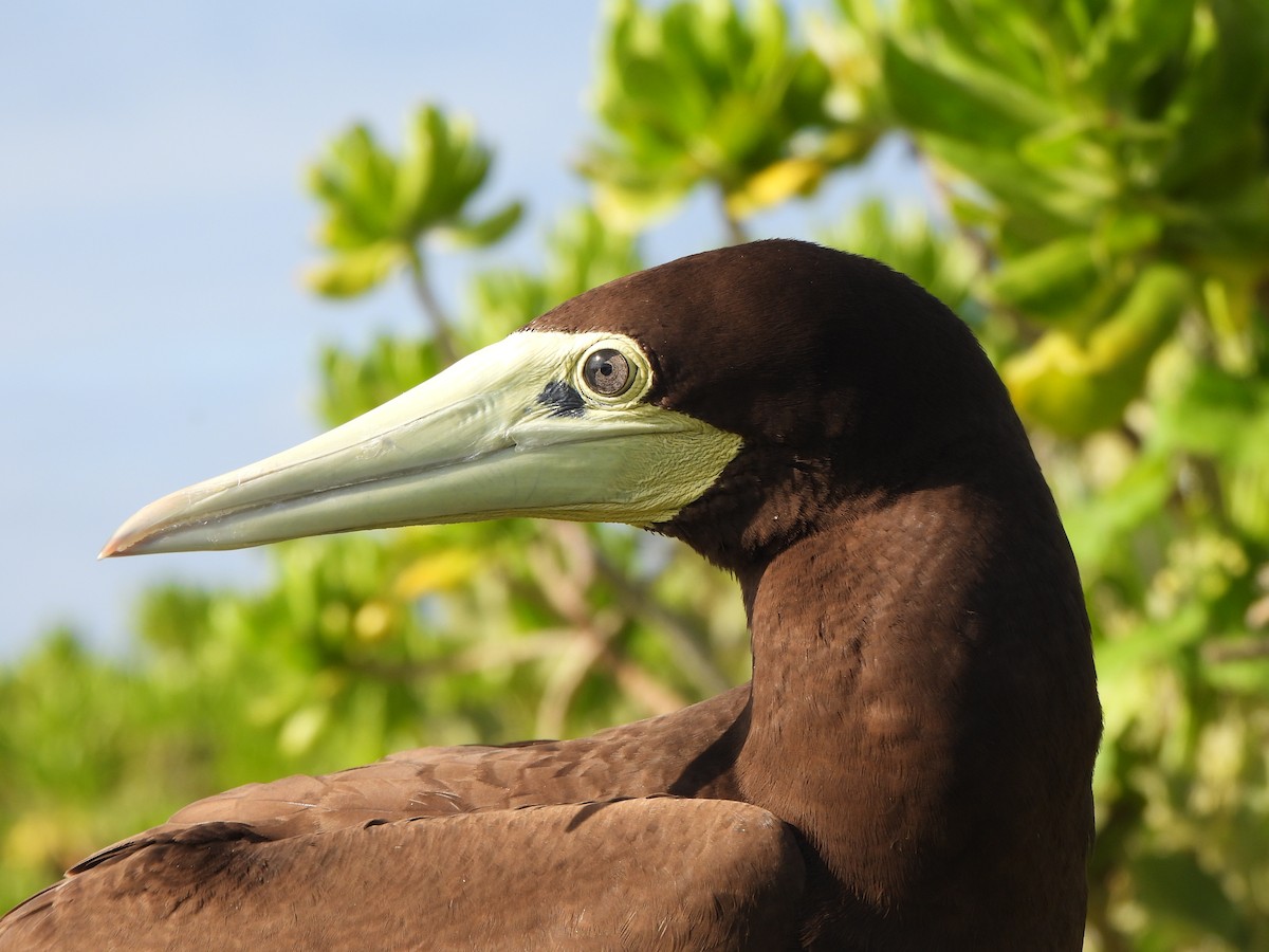 Brown Booby (Forster's) - ML636756023