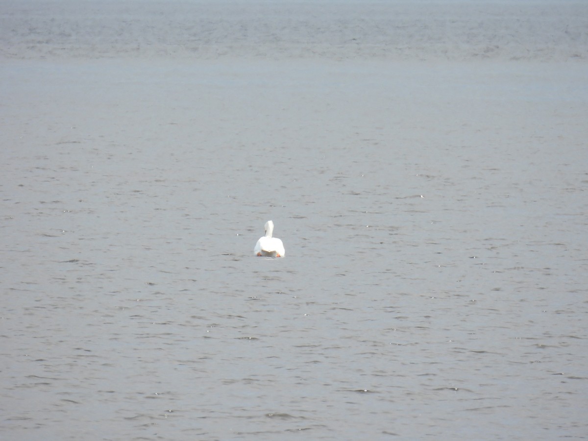 American White Pelican - ML636756034