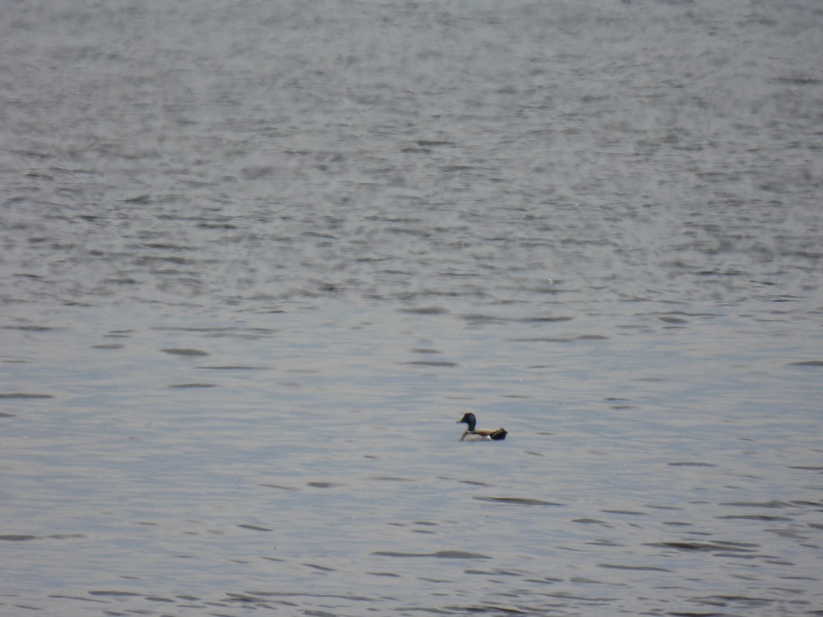 Mallard - ML636756071