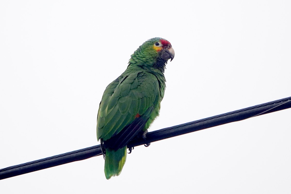 Red-lored Amazon - ML636756092