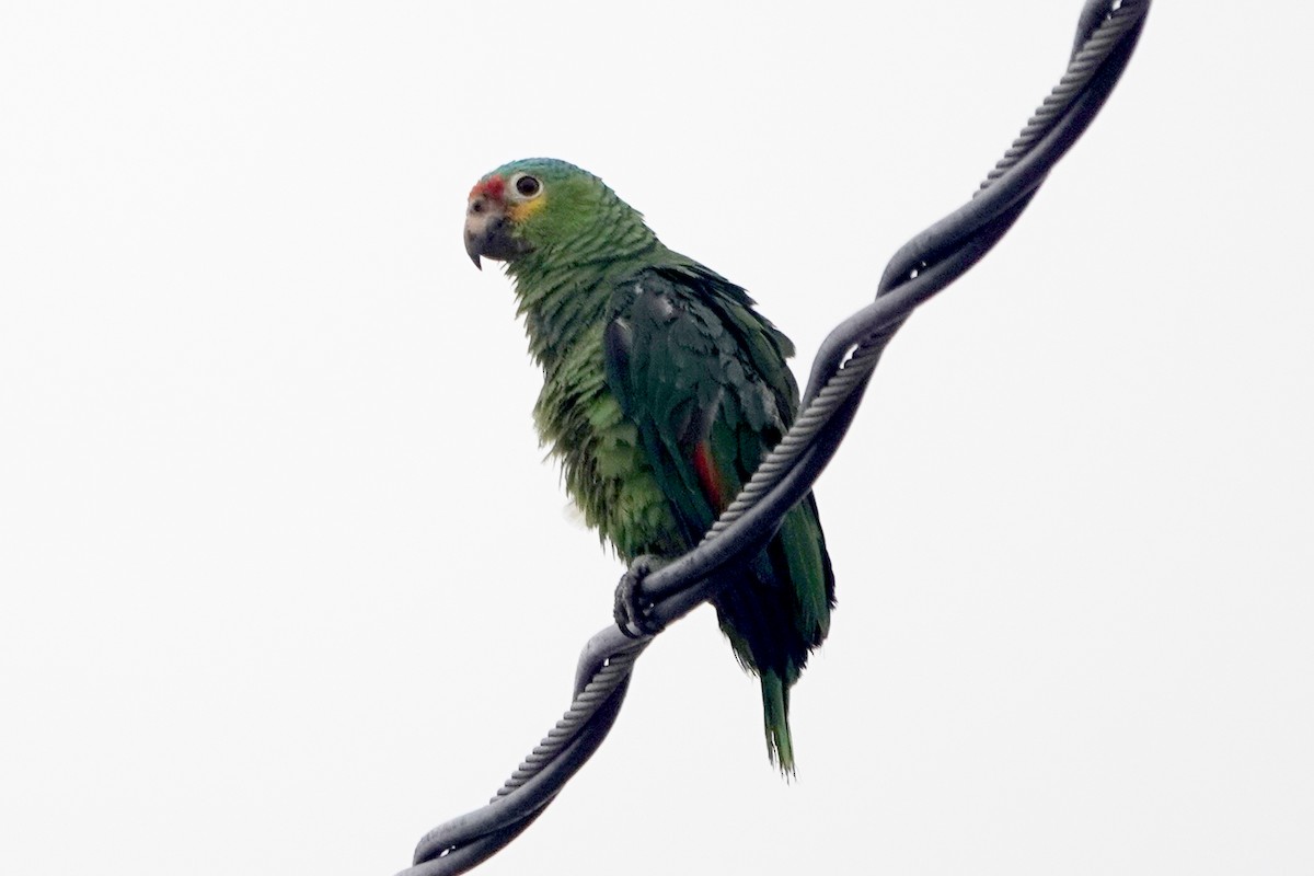 Red-lored Amazon - ML636756104