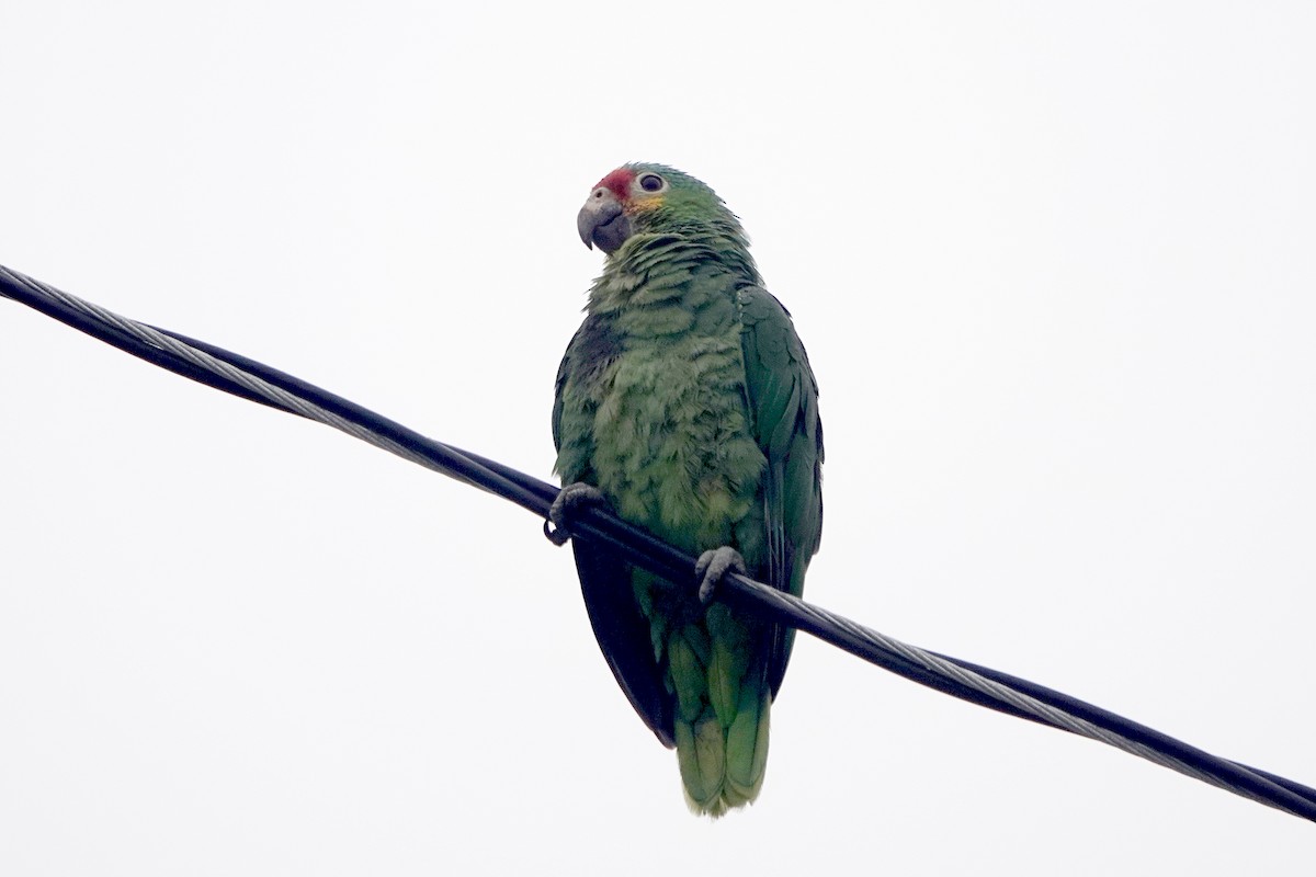 Red-lored Amazon - ML636756106