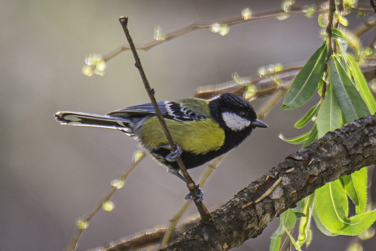キバラシジュウカラ - ML636756125