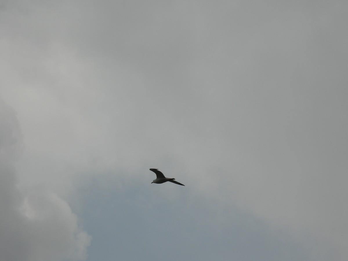 Ring-billed Gull - ML636756136