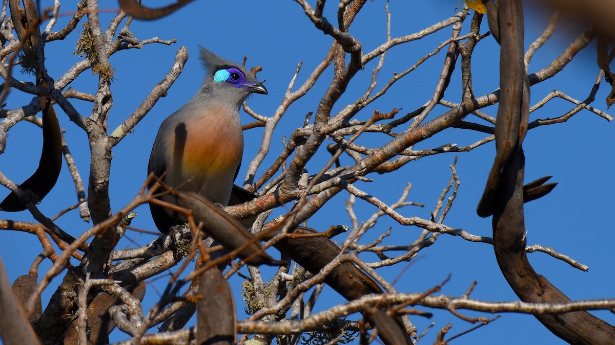 Crested Coua - ML636756141