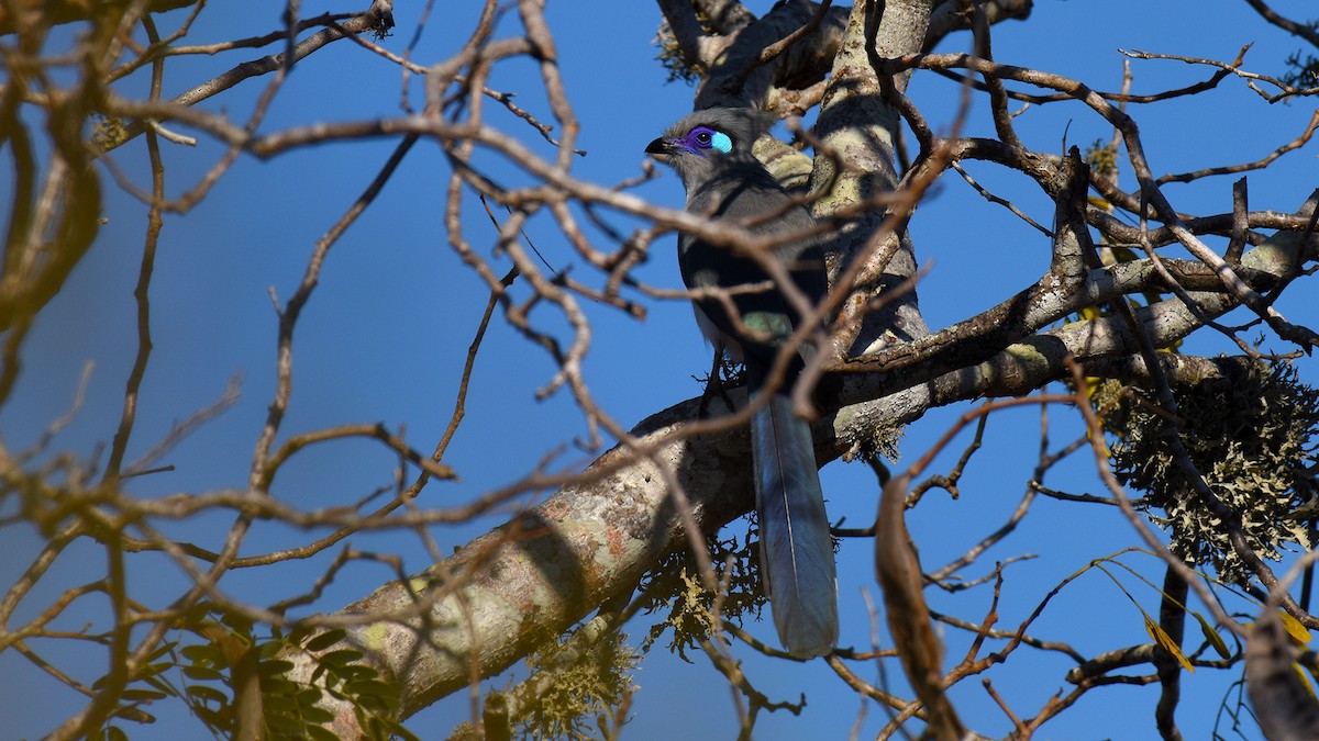 Crested Coua - ML636756142