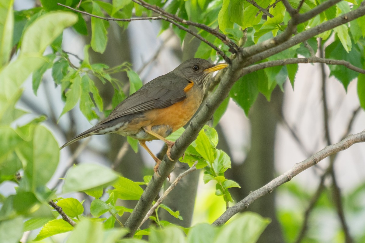 Olive Thrush - ML636756161