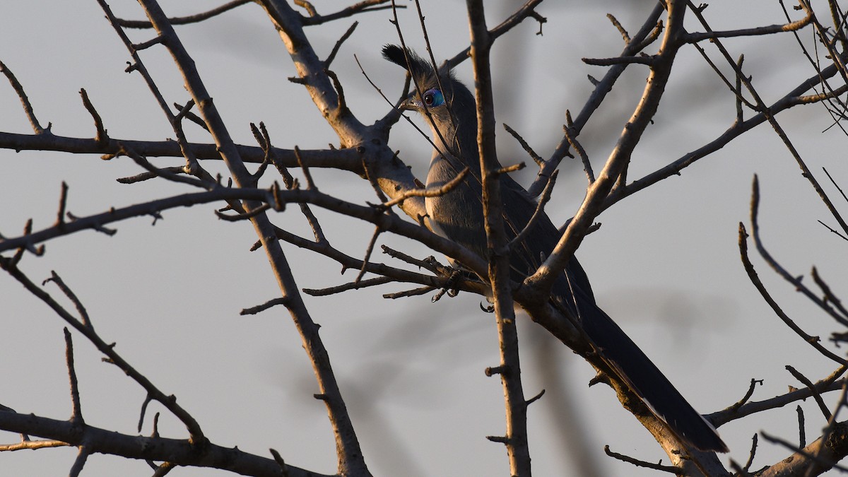 Verreaux's Coua - ML636756163