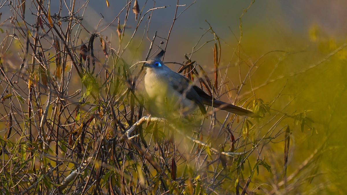 Verreaux's Coua - ML636756164