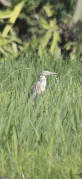 Javan Pond-Heron - ML636756183