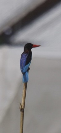 Javan Kingfisher - ML636756186
