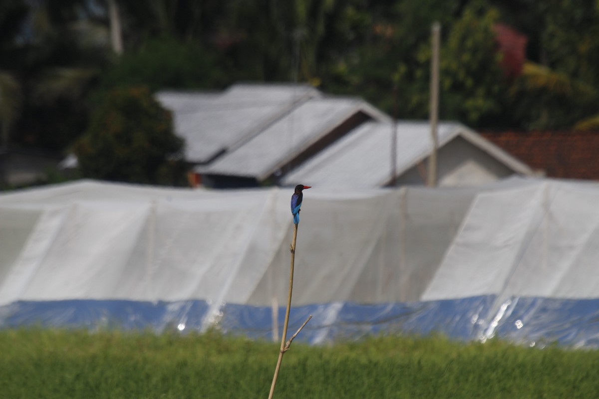 Javan Kingfisher - ML636756187