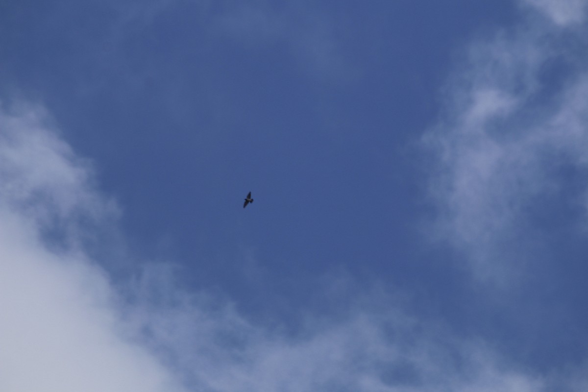 White-breasted Woodswallow - ML636756189