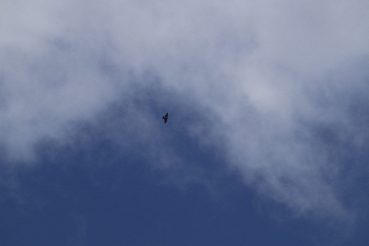 White-breasted Woodswallow - ML636756190