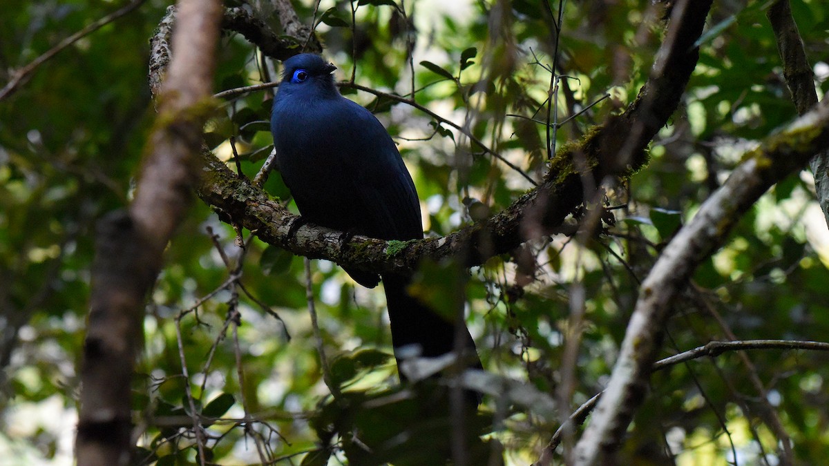 Blue Coua - ML636756191