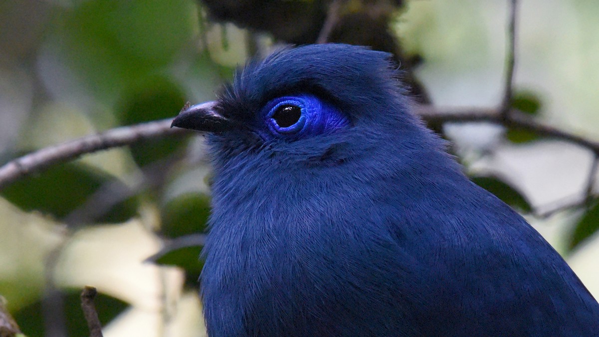 Blue Coua - ML636756192