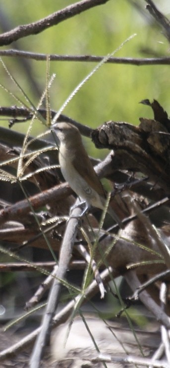Scaly-breasted Munia - ML636756201