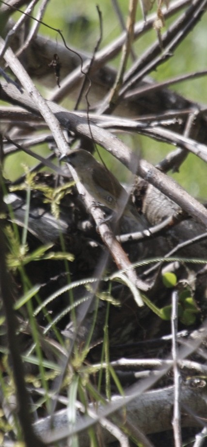 Scaly-breasted Munia - ML636756202