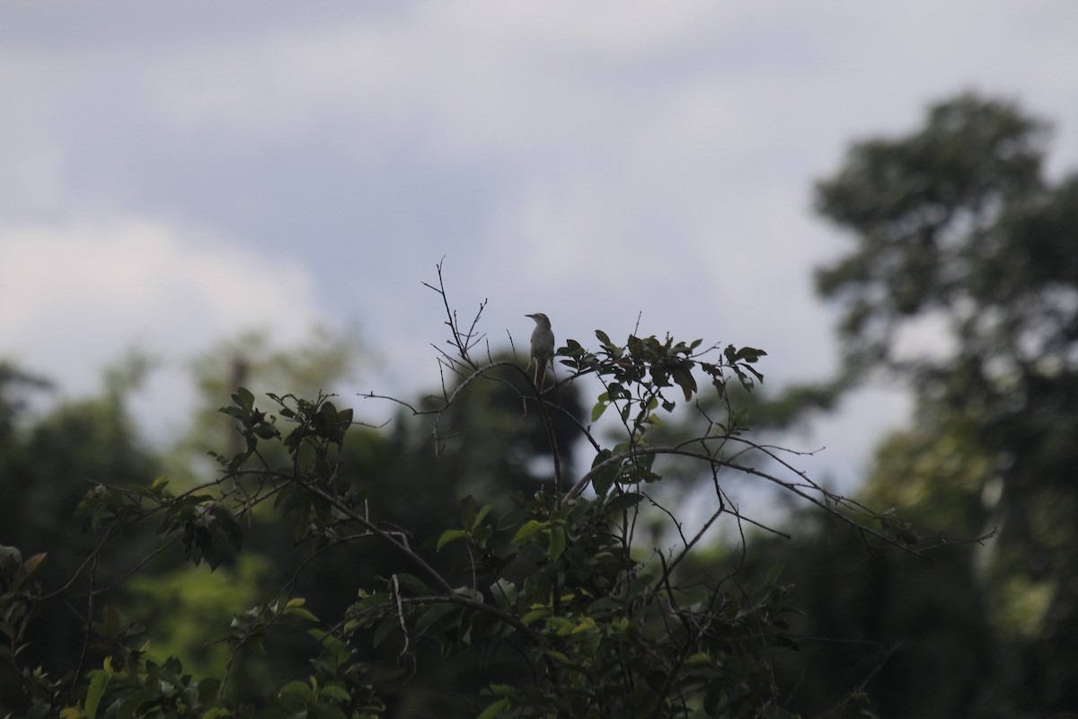 Striated Grassbird - ML636756221