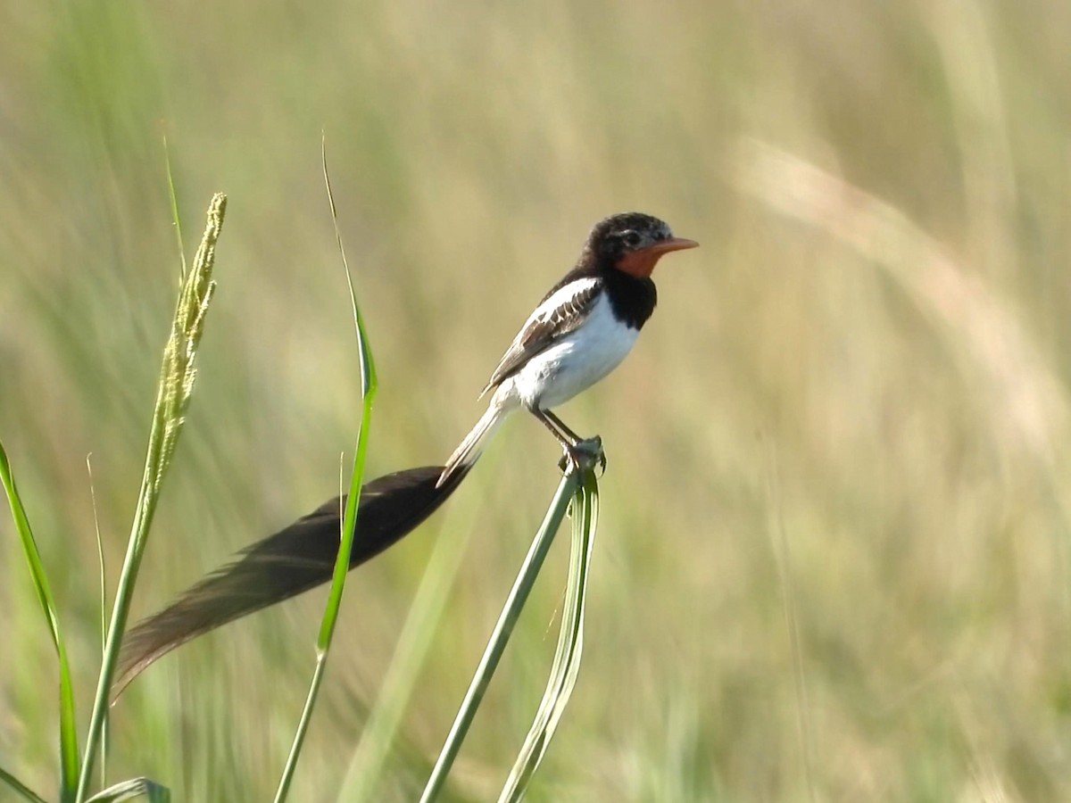 Strange-tailed Tyrant - ML636756239